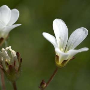 Photographie n°1109353 du taxon Saxifraga granulata L. [1753]