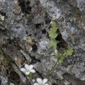 Photographie n°1109360 du taxon Saxifraga granulata L. [1753]