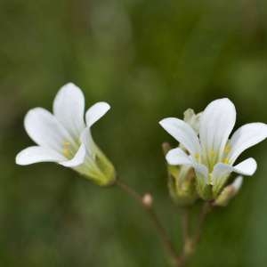 Photographie n°1109369 du taxon Saxifraga granulata L. [1753]