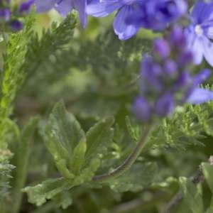 Photographie n°1109906 du taxon Veronica orsiniana Ten. [1830]