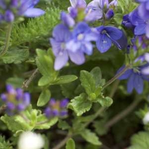 Photographie n°1109917 du taxon Veronica orsiniana Ten. [1830]