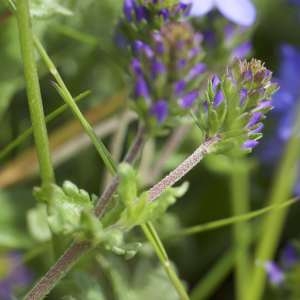 Photographie n°1109919 du taxon Veronica orsiniana Ten. [1830]