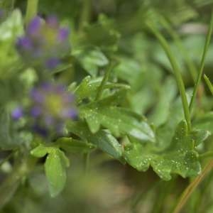 Photographie n°1109920 du taxon Veronica orsiniana Ten. [1830]