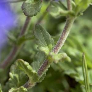 Photographie n°1109924 du taxon Veronica orsiniana Ten. [1830]