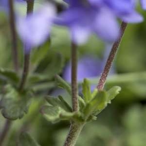 Photographie n°1109929 du taxon Veronica orsiniana Ten. [1830]