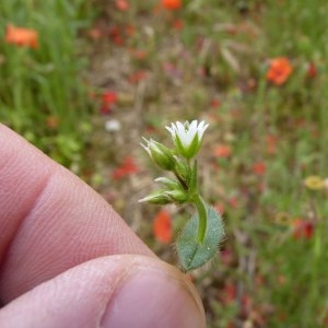 Photographie n°1110077 du taxon Cerastium fontanum Baumg. [1816]