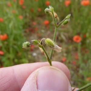 Photographie n°1110079 du taxon Cerastium fontanum Baumg. [1816]