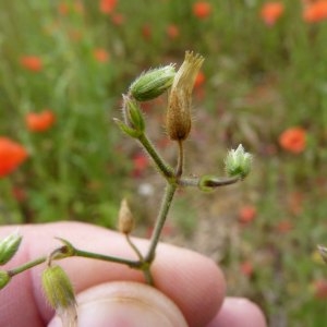 Photographie n°1110080 du taxon Cerastium fontanum Baumg. [1816]