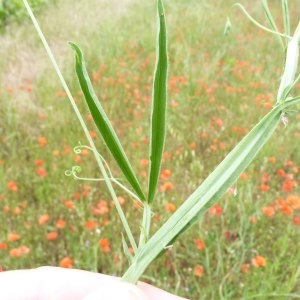 Photographie n°1110086 du taxon Lathyrus hirsutus L.