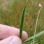  Emmanuel Stratmains - Lathyrus hirsutus L.