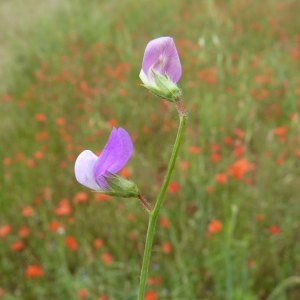  - Lathyrus hirsutus L.