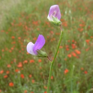 Photographie n°1110091 du taxon Lathyrus hirsutus L.