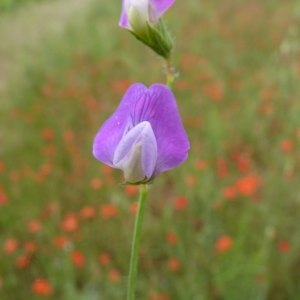 Photographie n°1110092 du taxon Lathyrus hirsutus L.