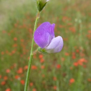  - Lathyrus hirsutus L.