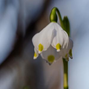 Photographie n°1110145 du taxon Leucojum vernum L. [1753]