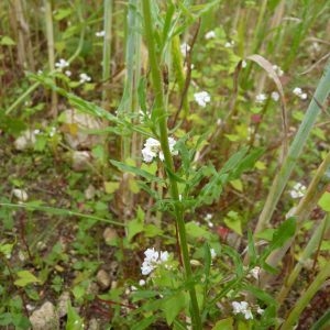 Photographie n°1110555 du taxon Reseda lutea L. [1753]