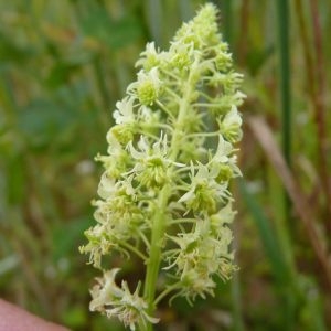 Photographie n°1110558 du taxon Reseda lutea L. [1753]