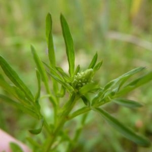 Photographie n°1110563 du taxon Reseda lutea L. [1753]