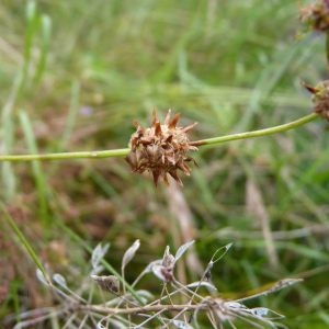 Photographie n°1110565 du taxon Trifolium glomeratum L. [1753]