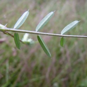 Photographie n°1110571 du taxon Vicia sativa L. [1753]