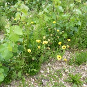 Photographie n°1111223 du taxon Calendula officinalis L. [1753]