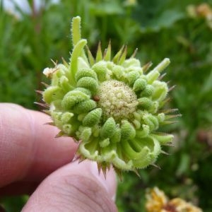 Photographie n°1111227 du taxon Calendula officinalis L. [1753]