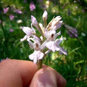 Photographie n°1111248 du taxon Dactylorhiza fuchsii (Druce) Soó [1962]