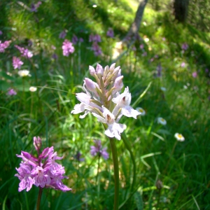 Photographie n°1111249 du taxon Dactylorhiza fuchsii (Druce) Soó [1962]