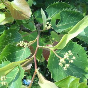 Photographie n°1112036 du taxon Tilia henryana Szyszyl. [1890]