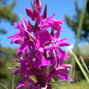 Photographie n°1112124 du taxon Dactylorhiza incarnata (L.) Soó [1962]