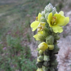 Photographie n°1112171 du taxon Verbascum thapsus L. [1753]