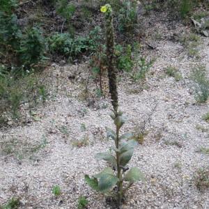 Photographie n°1112172 du taxon Verbascum thapsus L. [1753]