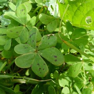 Photographie n°1112322 du taxon Oxalis pes-caprae L.
