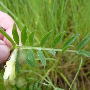 Photographie n°1112500 du taxon Vicia lutea L. [1753]