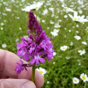 Photographie n°1112517 du taxon Anacamptis pyramidalis (L.) Rich. [1817]