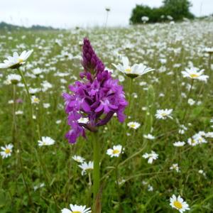 Photographie n°1112519 du taxon Anacamptis pyramidalis (L.) Rich. [1817]