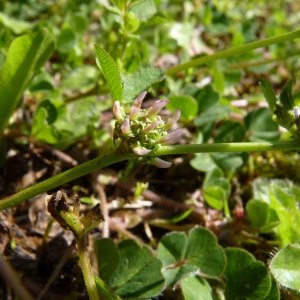 Photographie n°1113041 du taxon Trifolium glomeratum L. [1753]