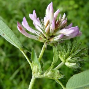 Photographie n°1113084 du taxon Trifolium medium L. [1759]