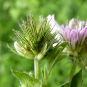 Photographie n°1113087 du taxon Trifolium medium L. [1759]