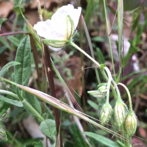 Photographie n°1113898 du taxon Helianthemum apenninum (L.) Mill. [1768]