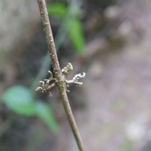 Photographie n°1114036 du taxon Macfadyena unguis-cati (L.) A.H.Gentry