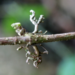 Photographie n°1114038 du taxon Macfadyena unguis-cati (L.) A.H.Gentry