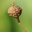  liliane Pessotto - Neslia paniculata subsp. thracica (Velen.) Bornm.