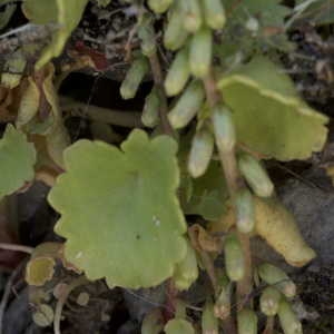 Photographie n°1114832 du taxon Umbilicus pendulinus DC.