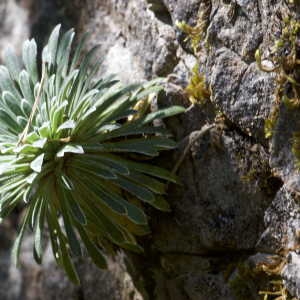 Photographie n°1114896 du taxon Saxifraga longifolia Lapeyr. [1801]