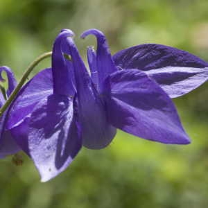 Photographie n°1114924 du taxon Aquilegia vulgaris L. [1753]