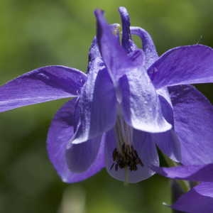 Photographie n°1114925 du taxon Aquilegia vulgaris L. [1753]