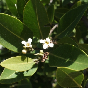 Photographie n°1115059 du taxon Avicennia germinans (L.) L.