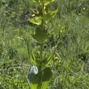 Photographie n°1115061 du taxon Gentiana lutea L. [1753]