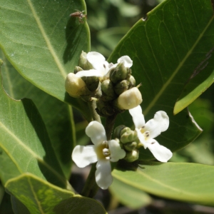 Photographie n°1115064 du taxon Avicennia germinans (L.) L.